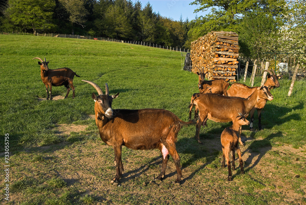 Chèvre, race Alpine chamoisée, Capra hircus hircus Chèvre, race Alpine chamoisée, Capra hircus hircus