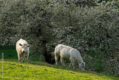 Vache, race charolaise, Parc naturel régional du Morvan, 58, Nièvre, France