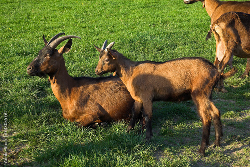 Ch  vre  race Alpine chamois  e  Capra hircus hircus