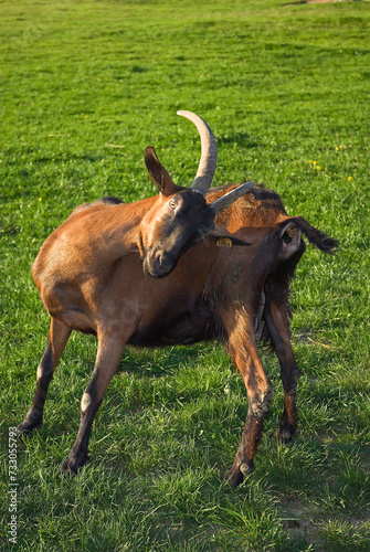 Ch  vre  race Alpine chamois  e  Capra hircus hircus