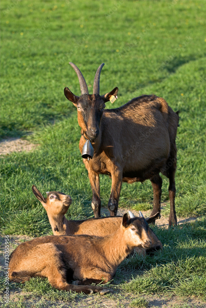 Chèvre, race Alpine chamoisée, Capra hircus hircus Chèvre, race Alpine chamoisée, Capra hircus hircus