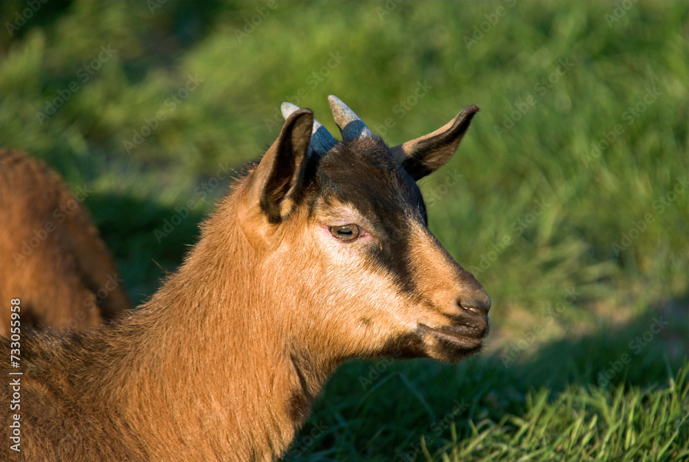 Chèvre, race Alpine chamoisée, Capra hircus hircus Chèvre, race Alpine chamoisée, Capra hircus hircus