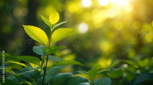 Close-up of green leaves with blurred background photo
