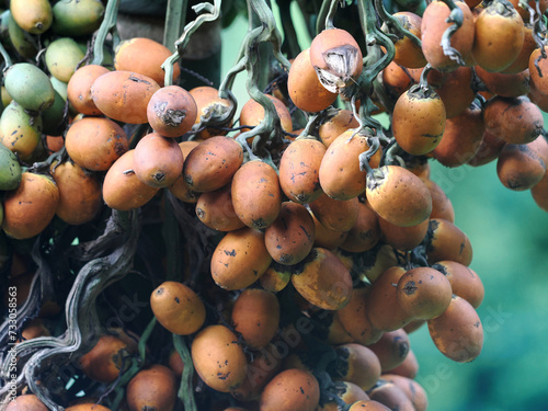 Palm fruits in Gunung Leuser National Park Sumatra, Indonesia photo