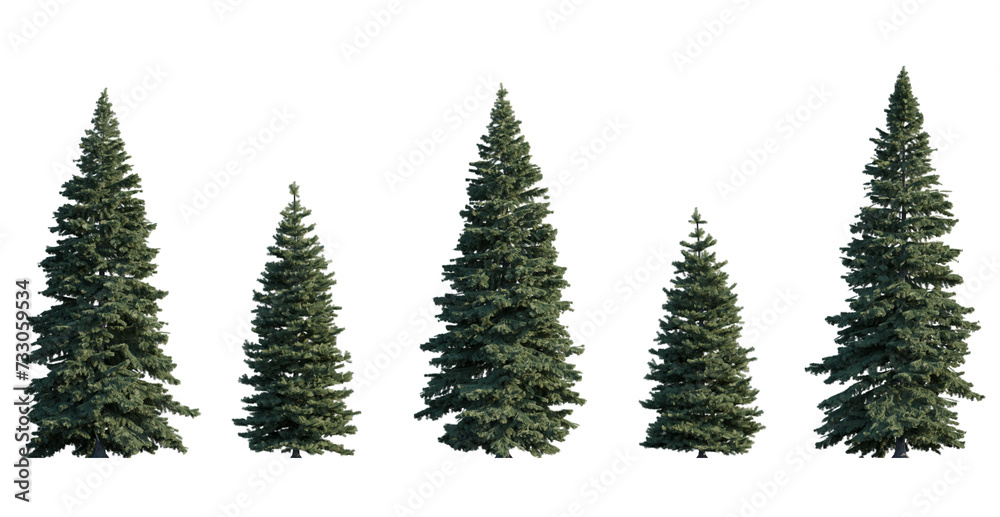 Picea pungens frontal set (colorado blue, green spruce) evergreen pinaceae needled fir tree isolated png on a transparent background perfectly cutout high resolution
