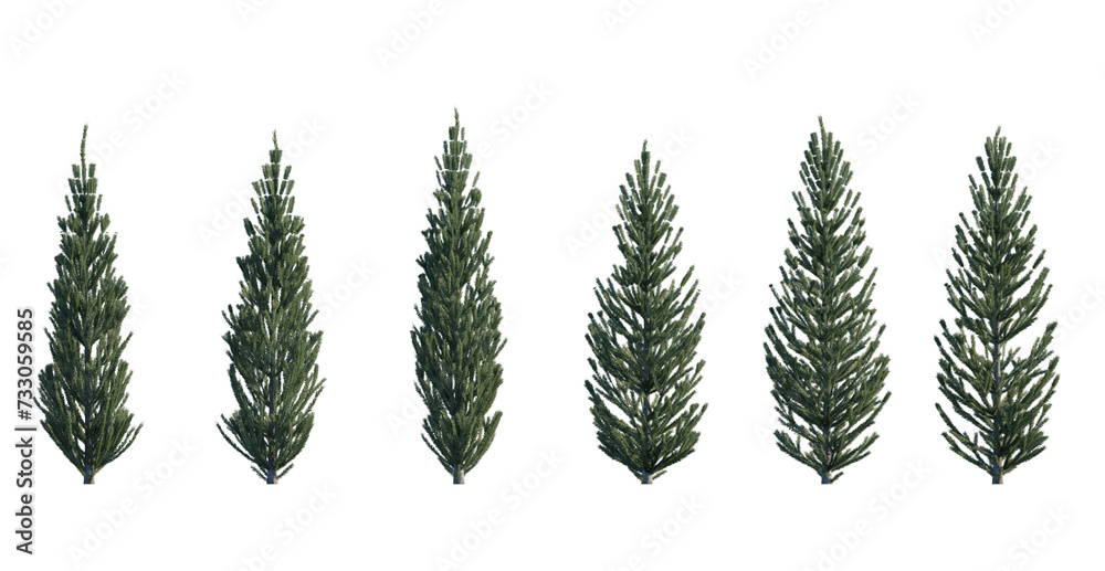 Picea pungens frontal set (colorado blue, green spruce) evergreen pinaceae needled fir small tree isolated png on a transparent background perfectly cutout high resolution
