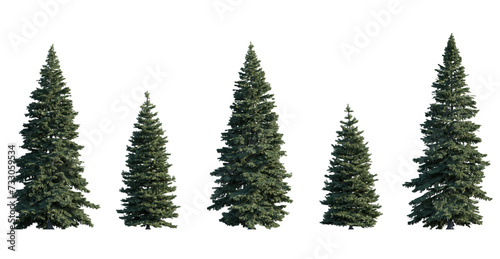 Picea pungens frontal set  colorado blue  green spruce  evergreen pinaceae needled fir tree isolated png on a transparent background perfectly cutout high resolution 