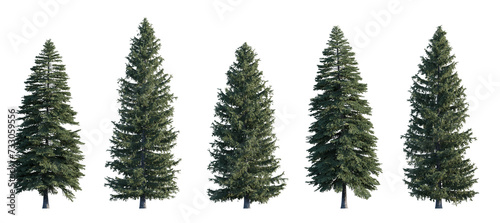 Picea pungens frontal set (colorado blue, green spruce) evergreen pinaceae needled fir tree medium and big isolated png on a transparent background perfectly cutout high resolution
 photo