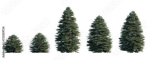 Picea pungens frontal set (colorado blue, green spruce) evergreen pinaceae needled fir tree medium and small isolated png on a transparent background premium cutout high resolution