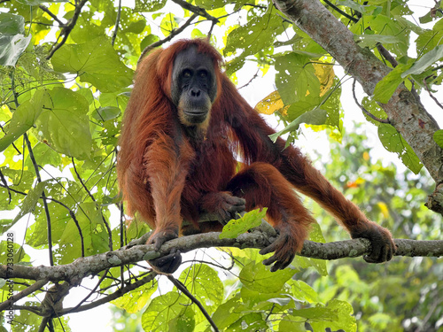 Sumatran Orangutan, Pongo abelii, deftly moves in branches looking for food,Gunung Leuser National Park, Sumatra