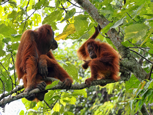 Female Sumatran Orangutan, Pongo abelii, with cub sitting on a branch, Gunung Leuser National Park, Sumatra