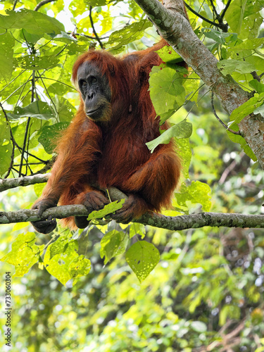 Sumatran Orangutan, Pongo abelii, deftly moves in branches looking for food, Gunung Leuser National Park, Sumatra