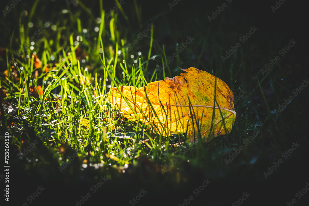 liść w trawie w świetle wiosennego słońca - obrazy, fototapety, plakaty 