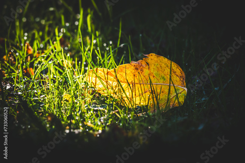liść w trawie w świetle wiosennego słońca