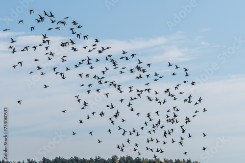 ogromne stado ptaków na niebie