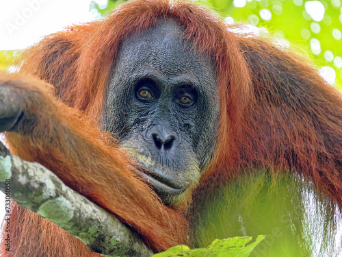 Portrait of a female wild Sumatran Orangutan, Pongo abelii, in the rainforest, Gunung Leuser National Park, Sumatra photo