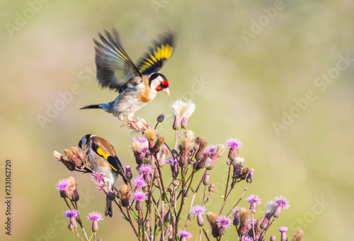 szczygieł (Carduelis carduelis) żeruje na kwiatach ostu