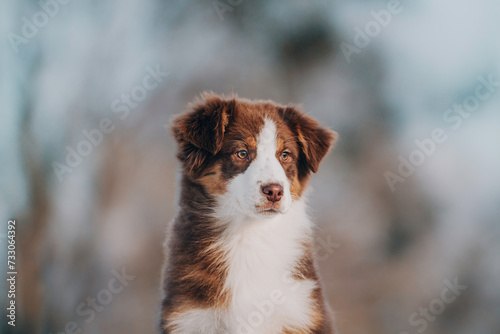 portrait of an Australian Shepherd on a snowy field