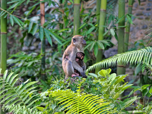 Female Long-tailed Macaque, Macaca fascicularis, with cub sitting in dense vegetation, Sumatra, Indonesia