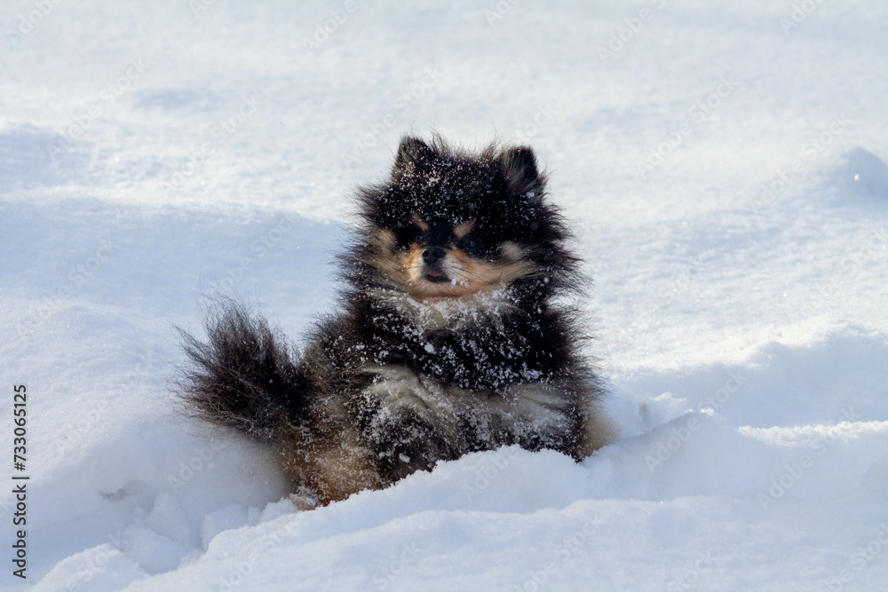 Spitz puppy sitting in a snowdrift