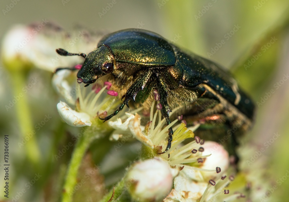 Green Rose Chafer, in latin Cetonia Aurata Green Rose Chafer, in latin Cetonia Aurata