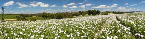 flowering opium poppy field in Latin papaver somniferum