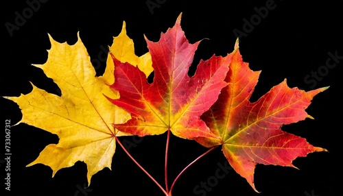 red and yellow autumn tree leaves in ther cut out