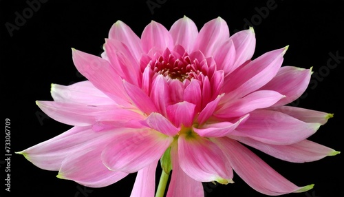 beautiful pink flower isolated on a black background