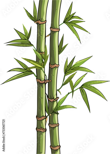 Bamboo vector illustration isolated on transparent background.  