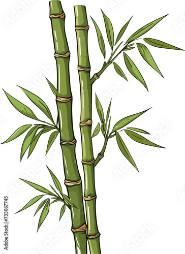 Bamboo vector illustration isolated on transparent background.  