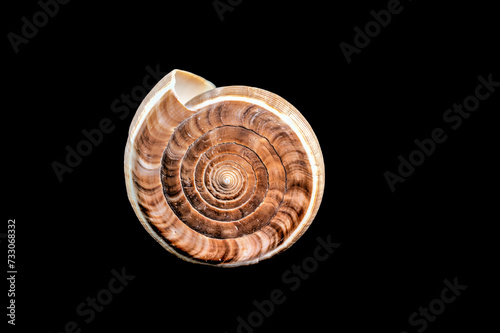 Conus Figulinus sea Shell on a black background