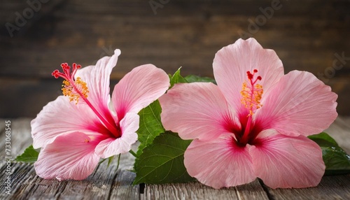 two pink hibiscus