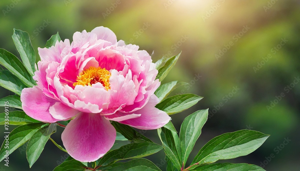 pink peony flower on isolated background with clipping path closeup flower with green leaves for design transparent background nature