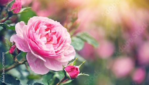 spring blossom springtime pink flowers rose bloom pastel and soft floral card selective focus shallow dof toned