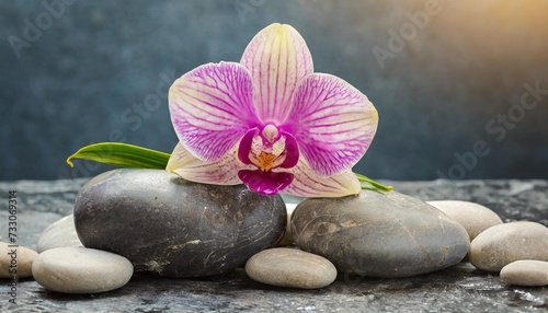 orchid on the rocks
