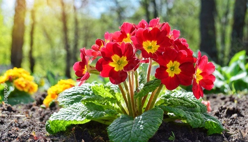 sunny spring day in a flower bed the primula blossoms transparent inflorescences with bright red flowers