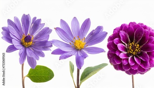 set of violet flowers isolated