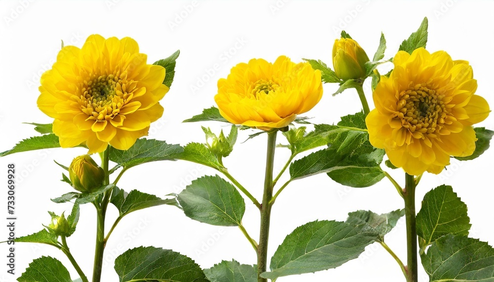 few stems with opened and half opened yellow flowers and green leaves isolated on white background