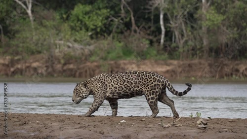 Jaguar, Panthera onca, a big solitary cat native to the Americas, hunting along the river banks of the Pantanl, the biggest swamp area of the world, near the Transpantaneira in Porto Jofre in Brazil. photo