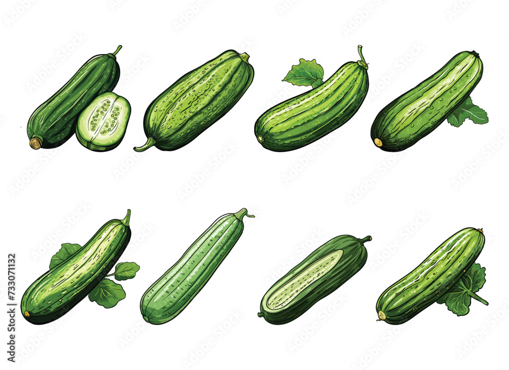 cucumber vector illustration isolated on white background.
cucumber vector illustration isolated on white background.