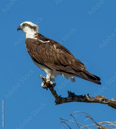 AI generated illustration of a majestic osprey perched atop a tree branch against a clear blue sky