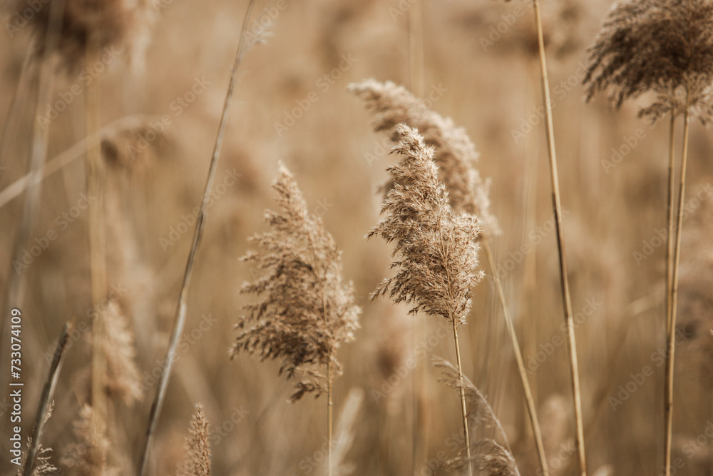Obraz premium Field of old dried reeds