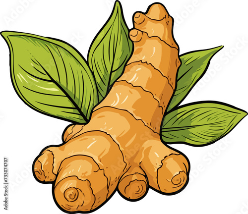 ginger vector illustration isolated on transparent  background. 