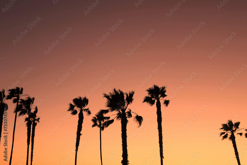 Scenic view of palm tree silouettes at sunset in California
