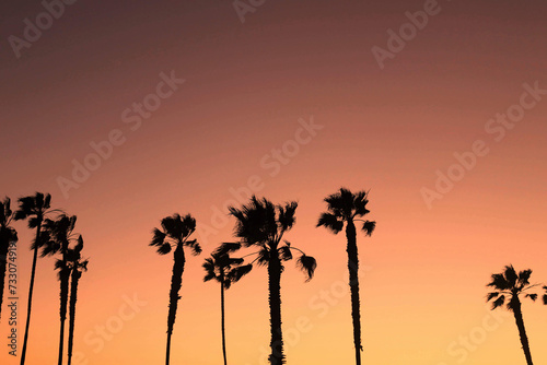 Scenic view of palm tree silouettes at sunset in California photo