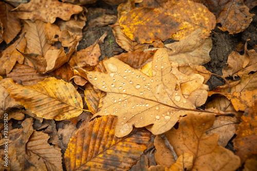 Autumn wet leaves lie on the ground