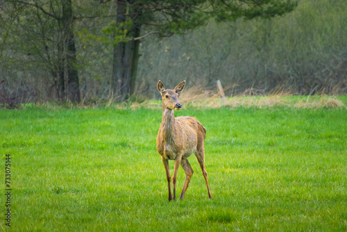 A female deer standing in a clearing