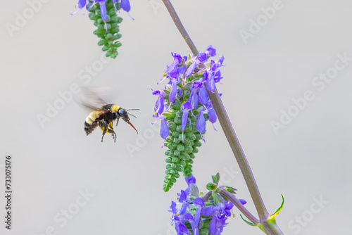 Closeup of an Armenian bumblebee flying over a Coleus barbatus flower photo