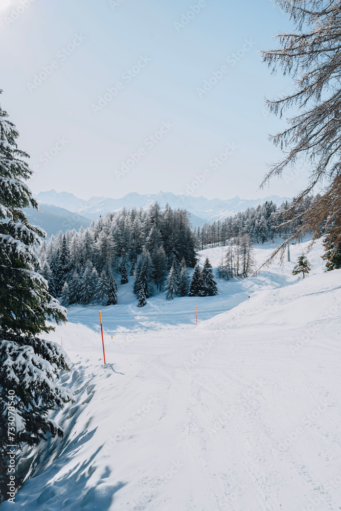 Vertical of a snowy landscape with pine trees in winter