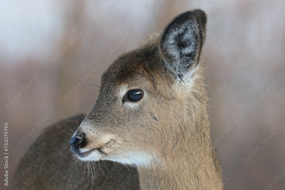 young deer in nature during winter young deer in nature during winter